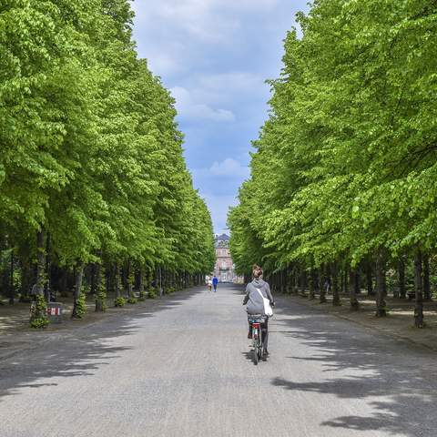 Dame auf Fahrrad in Baumallee