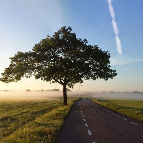 Baum neben der Straße