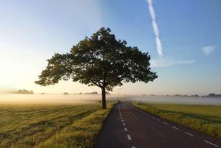 Baum neben der Straße